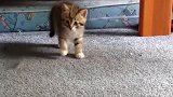 女主人一个手势，小奶猫就炸毛：等我妈回来会打你的！