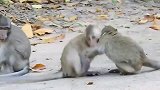 乖猴宝遭到恶棍猴子的欺负，猴妈却无动于衷，太不称职了