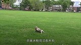 狗狗一激动就晕厥跑着跑着忽然倒下，这样的狗狗咋繁衍啊