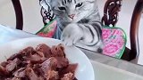 猫：这肉真香，我来尝尝！