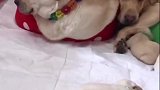 夫妻是真爱，孩子是意外，你们觉得是这样吗？