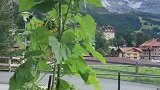 瑞士的早春，捂住一只眼睛，你会看到神奇的画面，试试吧……