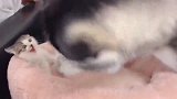 哈士奇想亲亲小猫，结果给挠得一点脾气都没有，太逗了