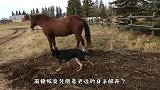 德牧犬惹急马儿，竟遭到马儿一顿踢，德牧：还好我溜得快