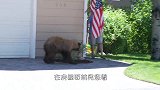棕熊闯进女厕所，结果被保安拎了出来，镜头记录搞笑画面