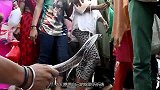 印度蛇节，高举大蛇满大街庆祝，被咬了当作祝福