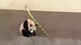 大熊猫吃竹子吃的正香，突然被一根竹子砸中，这反应也太弹了！
