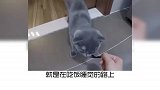 宠物冷知识：根据喜好选择猫咪品种