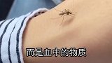 蚊子喜欢叮咬，什么人和血型，没有关系只因这个