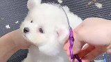 今天更新一只棉花糖宝宝