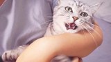主人当着大猫面，故意宠溺小猫，大猫为争宠跟主人撒娇献媚求抱抱
