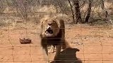 给狮子投喂食物，不小心砸到头，狮子顿时不开心了！