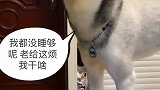被女主喊起床二哈气的起身就走，还和女主吵起来，真飘了！
