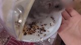 采访一下把浴沙当饭堂的仓鼠小灰，它说可能是缺少了主人的蹂躏