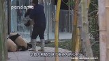 饲养员抱熊猫们出去打针，熊猫抱饲养员大腿，饲养员简直无可奈何
