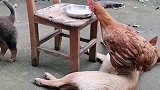 这大公鸡和小奶狗配合的天衣无缝
