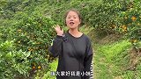 湖南妹带粉丝山里果园摘果，粉丝摘了满满一蛇皮袋，太过瘾