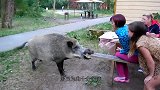 野猪被几条猎犬包围，为了保命它使出大招，没想到还真管用