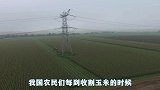 外国人是怎么收割玉米的？一台机器开过去，直接就成了玉米粒！