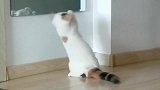 猫咪第一次照镜子，居然做了这种事情，网友：自恋！