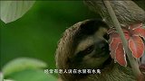 水猴子？ 水鬼？ 河童？水怪？ 这是树懒，也不会拉人下水