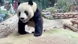 这货是不是知道自己是国宝了
