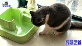 这是一只特别的猫，连喝水方式都与众不同，淑女喵的模样逗笑主人