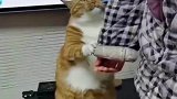 撒娇猫猫最好命，这谁能顶得住啊