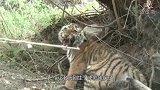 残疾小老虎被狗狗保护，长大后化身大哥，成狗狗最硬后台