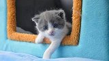 快来吸！我国首只克隆猫即将满月 名叫“大蒜”与克隆原体同名