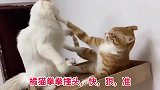 两只公猫争地盘，白猫手短被橘猫拳拳捶头，王者青铜的较量