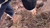 搞不懂钓鱼为啥要打窝，打窝坐着暖和一点