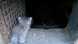 给流浪猫喂食，这一小窝流浪猫非常可爱，真想抱走一只带回去养