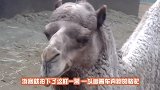 动物园发现一只“无头”的骆驼，当它一转身，不带这样骗人的