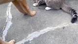 小耗子有点可伶在身上，竟被猫狗两位大哥堵着审判