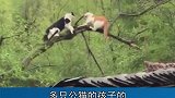 这些年，你对猫的误解太深了，很有意思