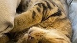 猫咪睡觉姿势，肉肉说今天不营业了，搬家太累了