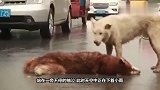 二哈过马路不慎出了车祸，同伴一边抽泣一边呼唤着二哈