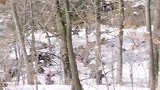 两家人合伙演戏，耍一计调虎离山，趁机救走金家少爷