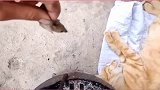 小伙把老鼠抓到睡着的猫身边，猫我感受到了血脉觉醒的力量！