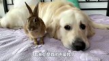 金毛帮主人喂兔子，接下来请憋住别笑，狗-都怪兔子吃得太香！
