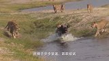 鬣狗在河里洗澡，突然发疯跑上了岸，这是发生了什么？