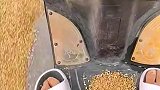 我家没种地，能白拿一代小麦