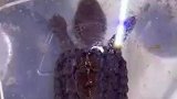 还以为鳄龟在冬眠，没想到化成水了