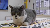 从60㎡小公寓搬进130㎡大套房，猫咪爽到满屋飞窜