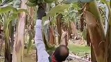 新鲜采摘，记录农村生活