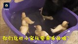 小鸭子洗澡澡，保镖德牧不眨眼盯着