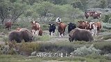 二哈隔着围栏挑衅牦牛，不料牦牛撬开围栏，下一秒忍住不要笑