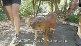 小猎豹被遗弃后汪星人一直保护它，长大后反而成了狗狗最硬的后台