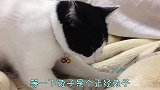 为什么家里养的猫咪有时会踩奶？